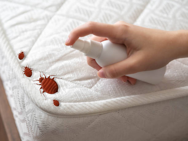 Best Pest Control for Homes  in Bettendorf, IA